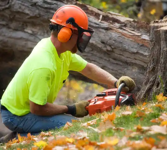 tree services Edgewater